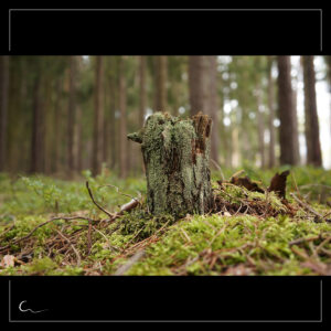 Stump in the forest covered in moss